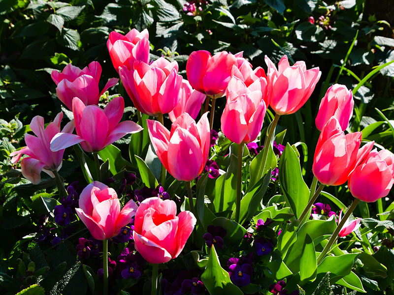 Roze tulpen in bloei in de apriltuin van Versicolor