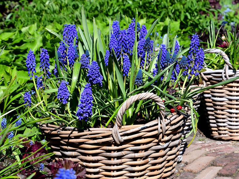 Blauwe druifjes in gevlochten manden in de apriltuin