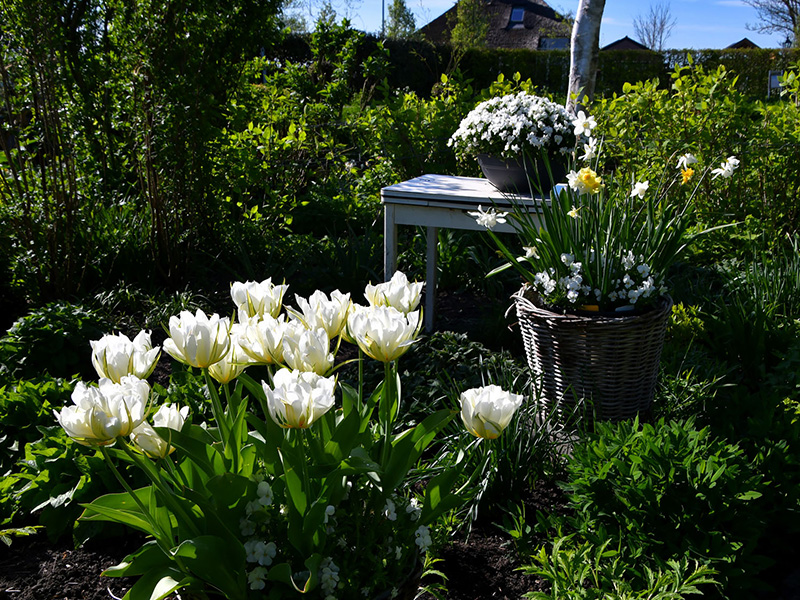 Witte tulpen en narcissen in april bij Versicolor Tuinen