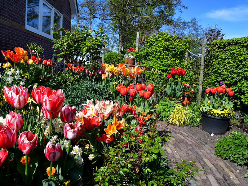 Kleurrijke tulpen langs het huis en tuinpad in april