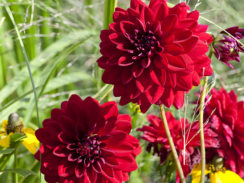Donkerrode dahlia’s in bloei in augustus