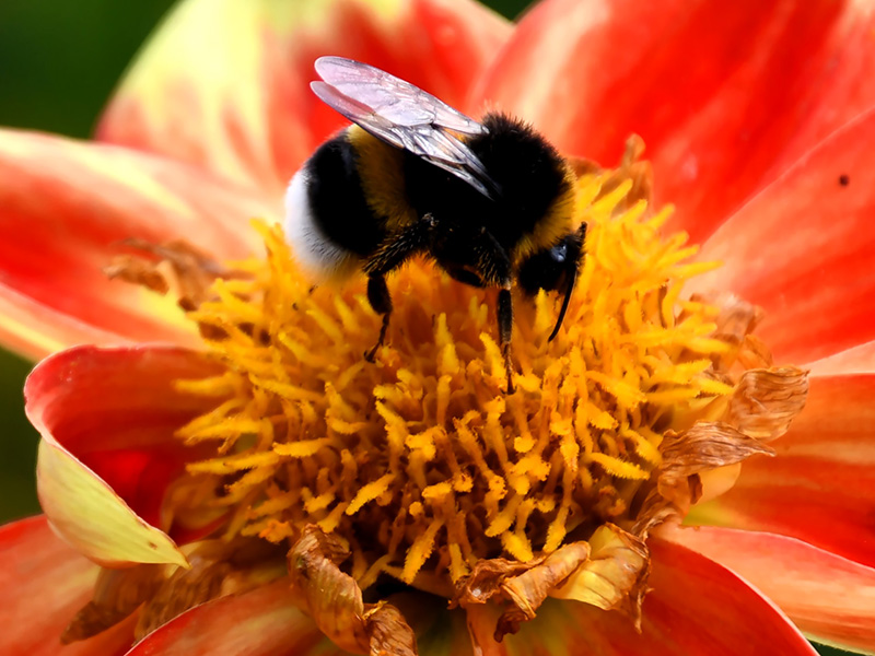 Hommel in het hart van een grote oranje bloem