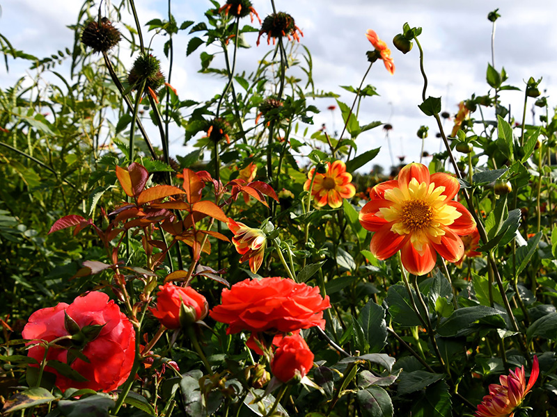 Rode en oranje zomerbloemen in de tuin van Versicolor