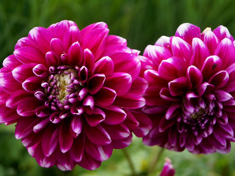 Twee paarse dahlia’s met gelaagde bloembladeren