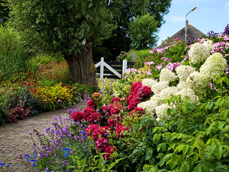 Tuinpad langs witte en roze hortensia’s en een oude boom