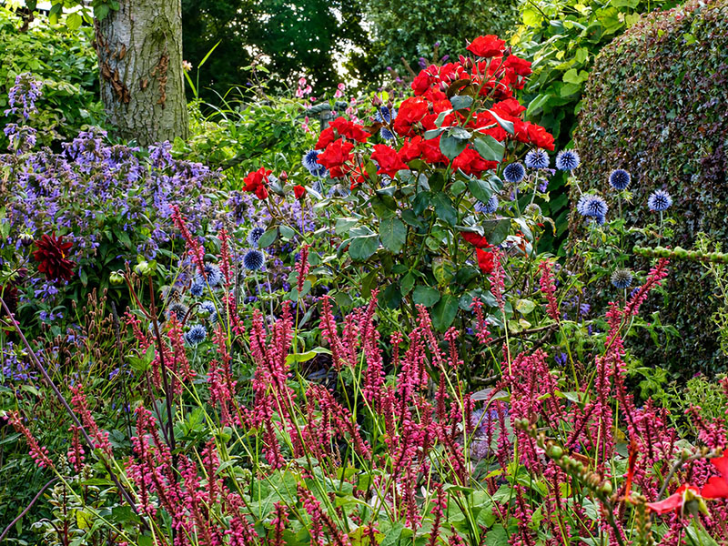 Rode rozenborder met paarse bloemen en blauwe distels