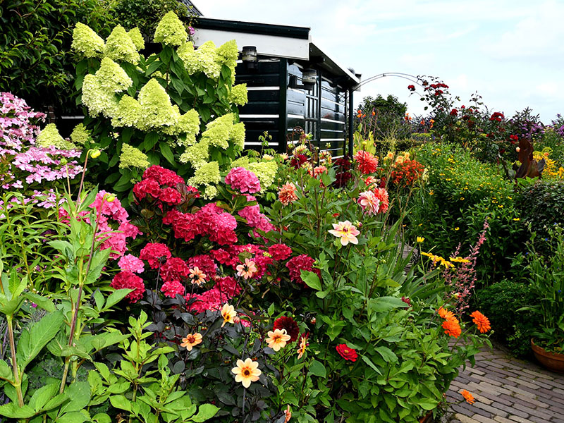 Kleurrijke zomerborder met hortensia’s dahlia’s en vaste planten