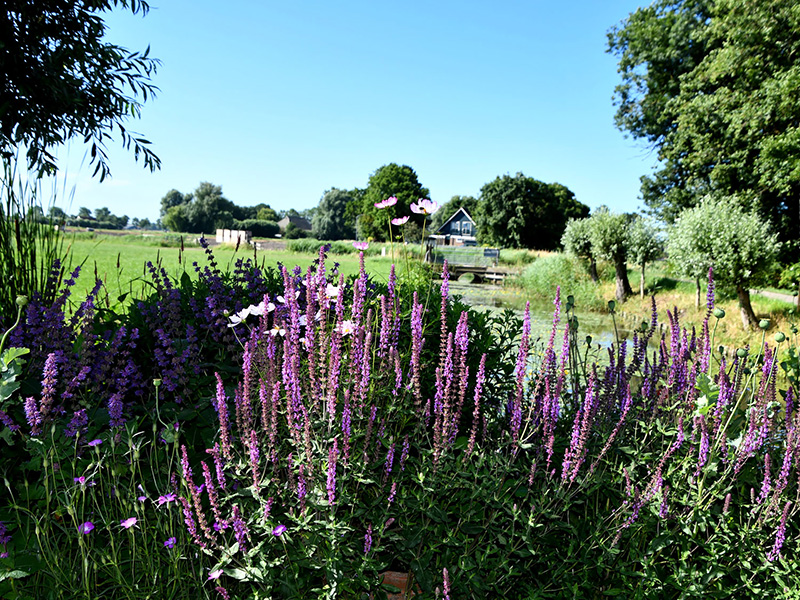 Lange paarse bloemenborder met uitzicht over het landschap in juni