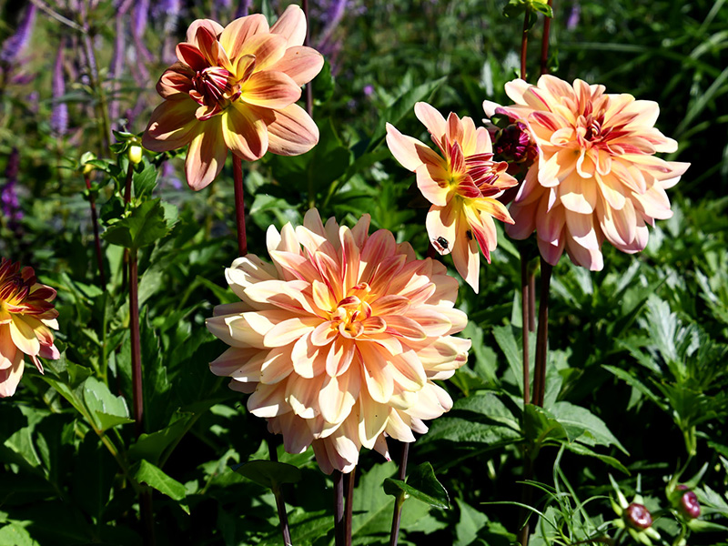Perzikkleurige dahlia’s in bloei in de junituin