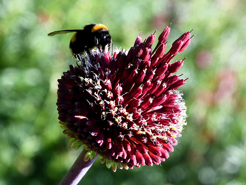 Hommel op een donkerrode bolvormige bloem in juni