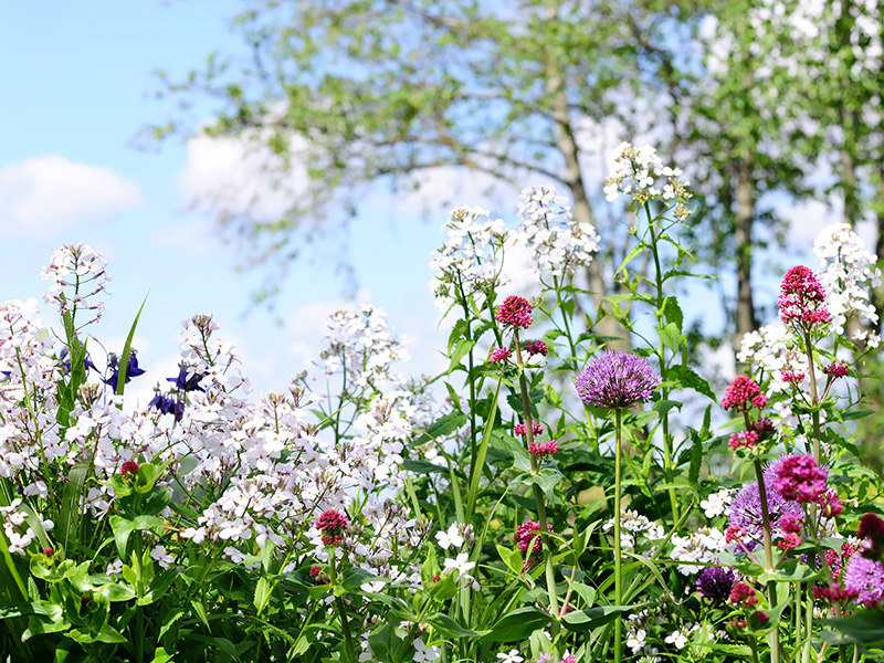 Luchtige border met witte paarse en roze bloemen in mei