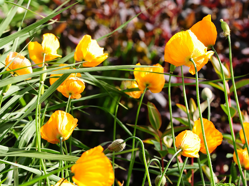 Kleine gele bloemen tussen smalle groene bladeren