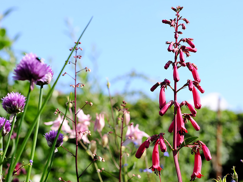 Rode en paarse voorjaarsbloemen tegen een blauwe lucht