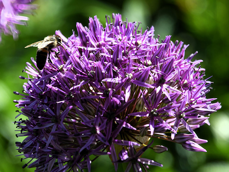 Hommel op een grote paarse sierui in de tuin