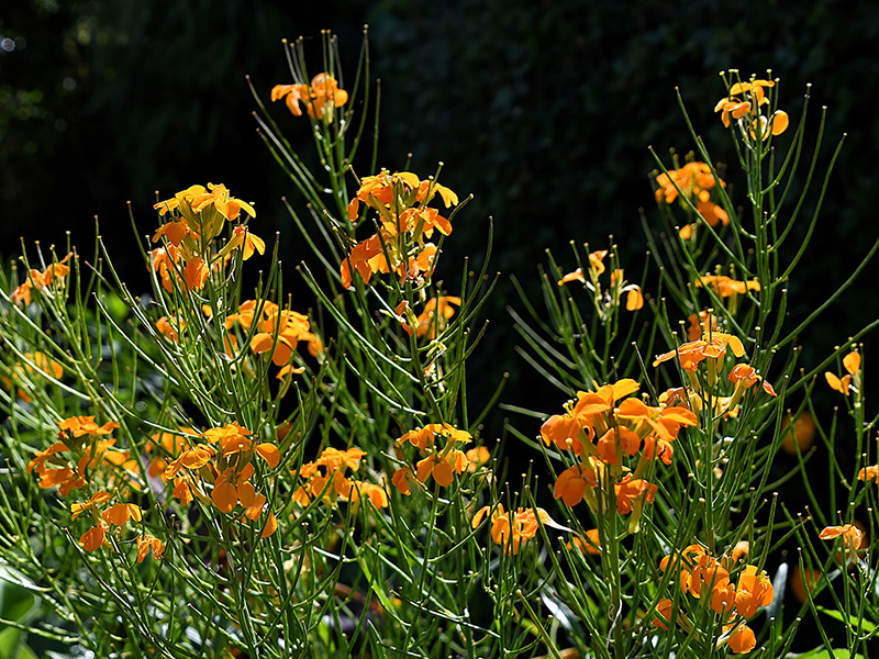 Oranje bloemen boven fijn groen blad in de meituin
