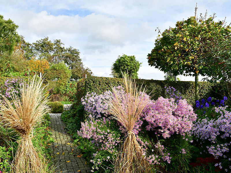 Tuinpad langs lichtpaarse asters en siergrassen in het najaar