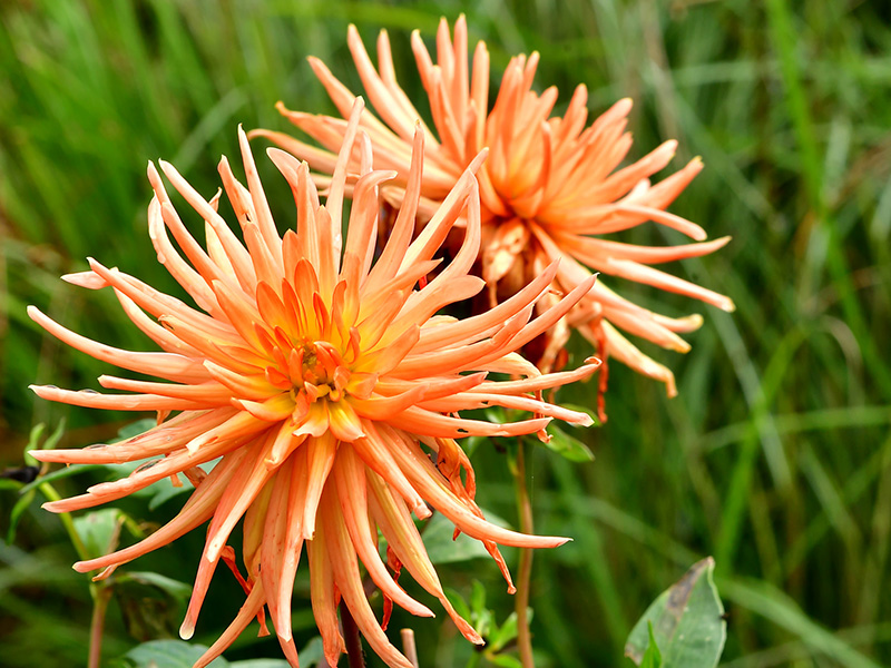 Oranje spindahlia met lange smalle bloembladeren