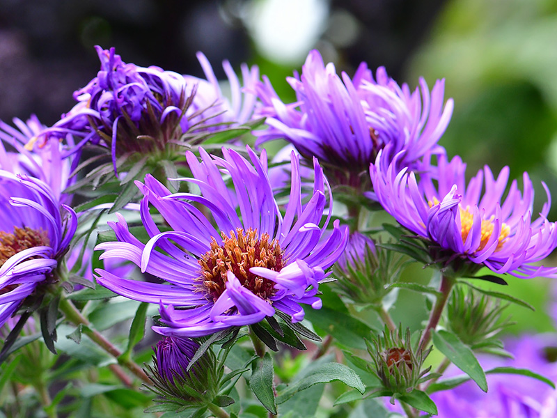 Groep paarse asters in bloei tijdens het najaar