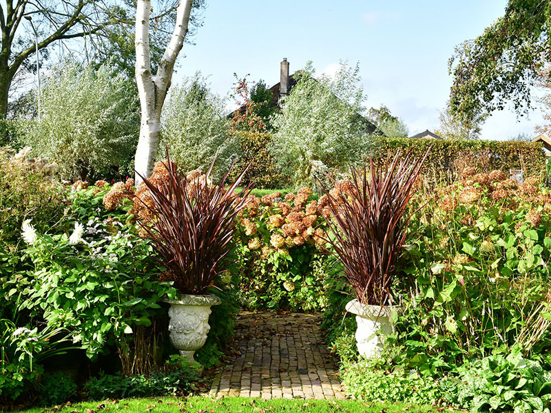 Herfstborder met roodbruin siergras hortensia’s en berken
