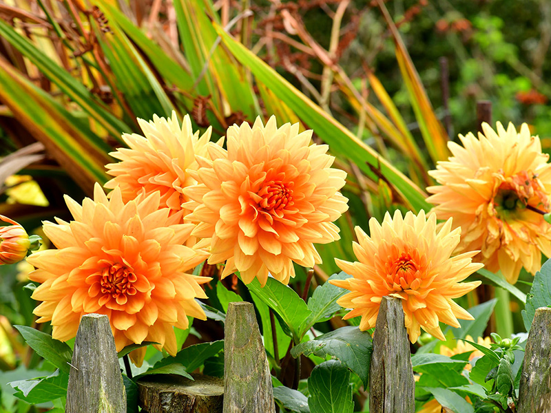 Oranje dahlia’s boven een lage houten tuinafscheiding
