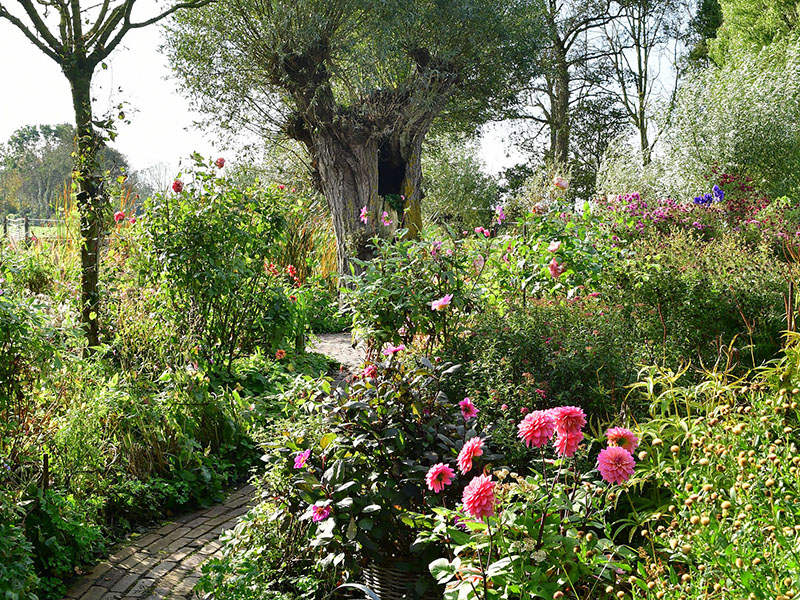 Smal tuinpad tussen dahlia’s asters en herfstbeplanting