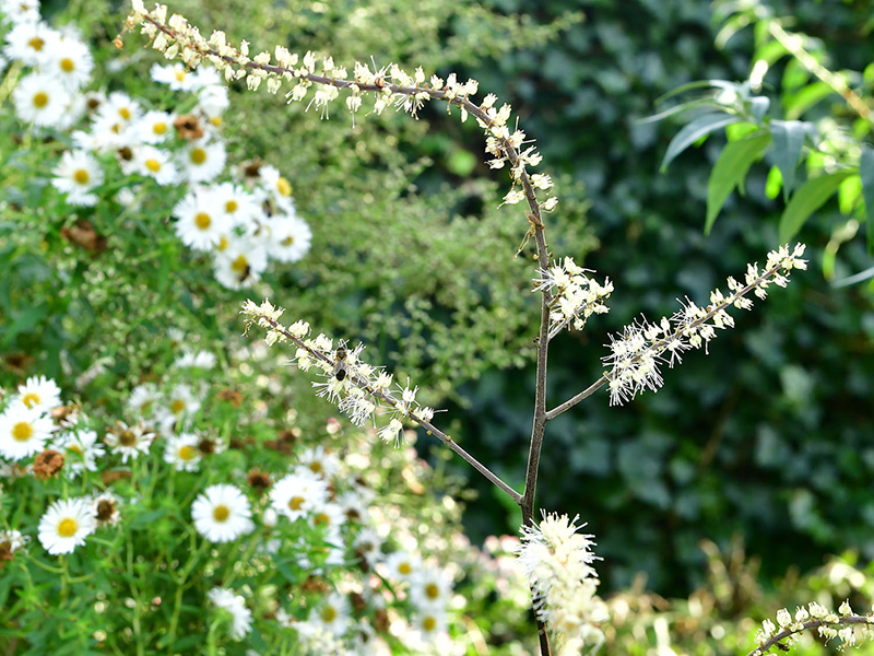 Witte bloemen en fijne aren in de najaarstuin