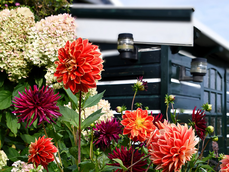 Oranje en donkerrode dahlia’s voor een zwart tuinhuis in september