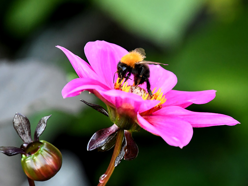 Hommel in het hart van een open roze bloem