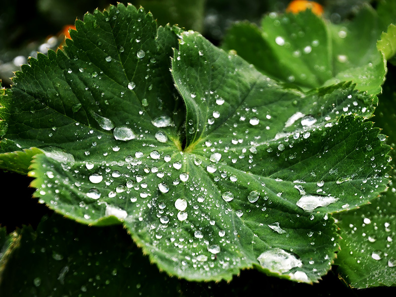 Regendruppels op een groot rond groen blad