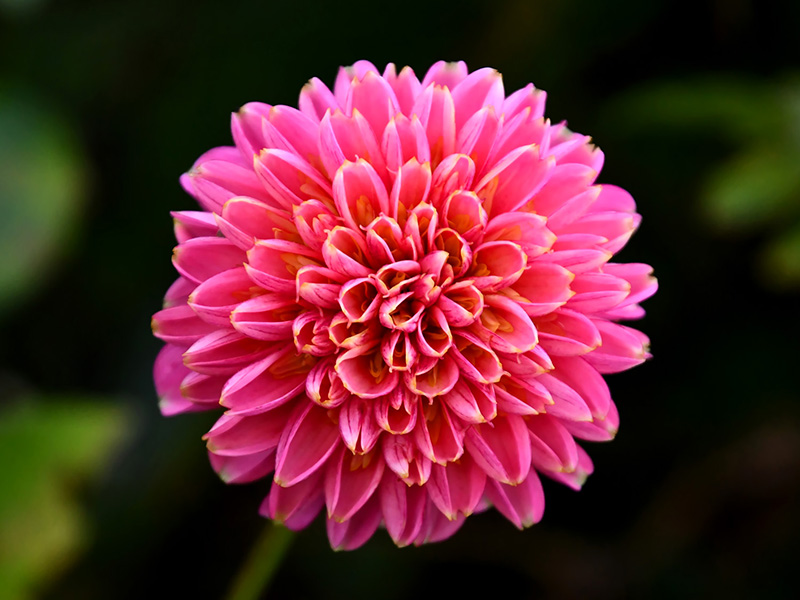 Ronde roze dahlia met symmetrische bloembladeren