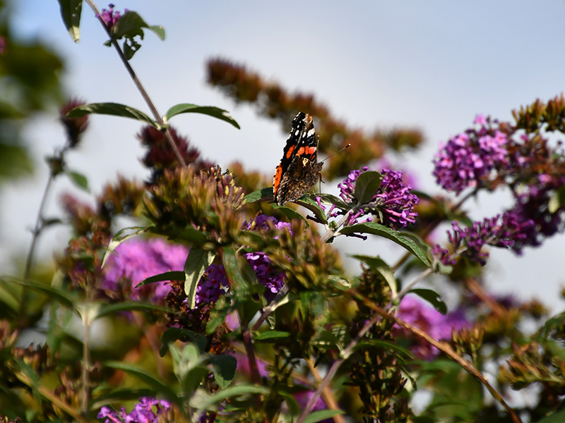 Vlinder op kleine paarse bloemen in september
