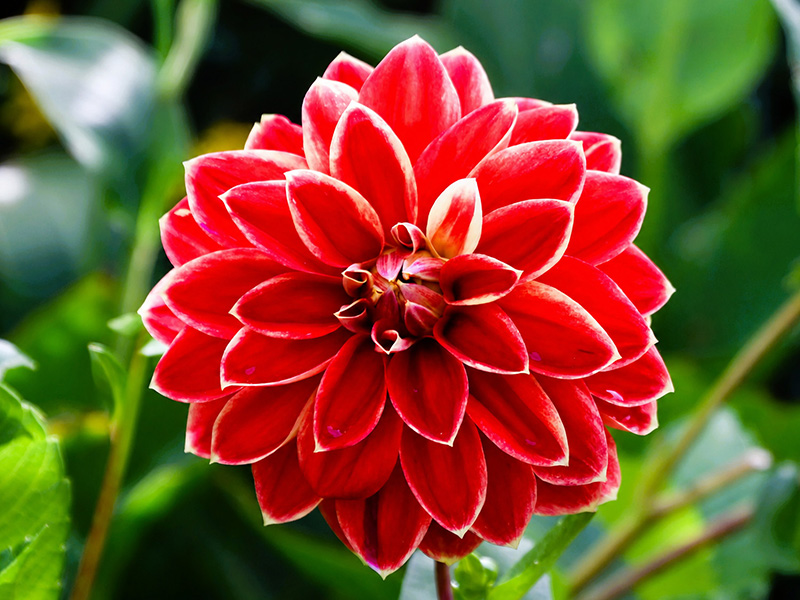 Heldere rode dahlia tegen een zachte groene achtergrond