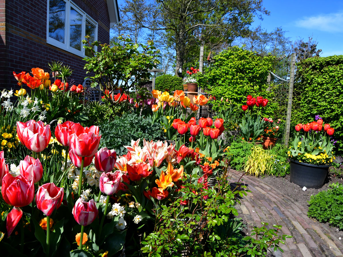 Bloembollen in de lentetuin van Versicolor Tuinen in Lutjewinkel