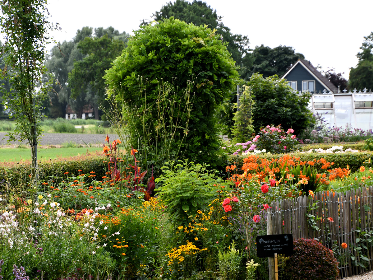 Hortensia’s bij de entree van Versicolor Tuinen voor groepen en tuinclubs