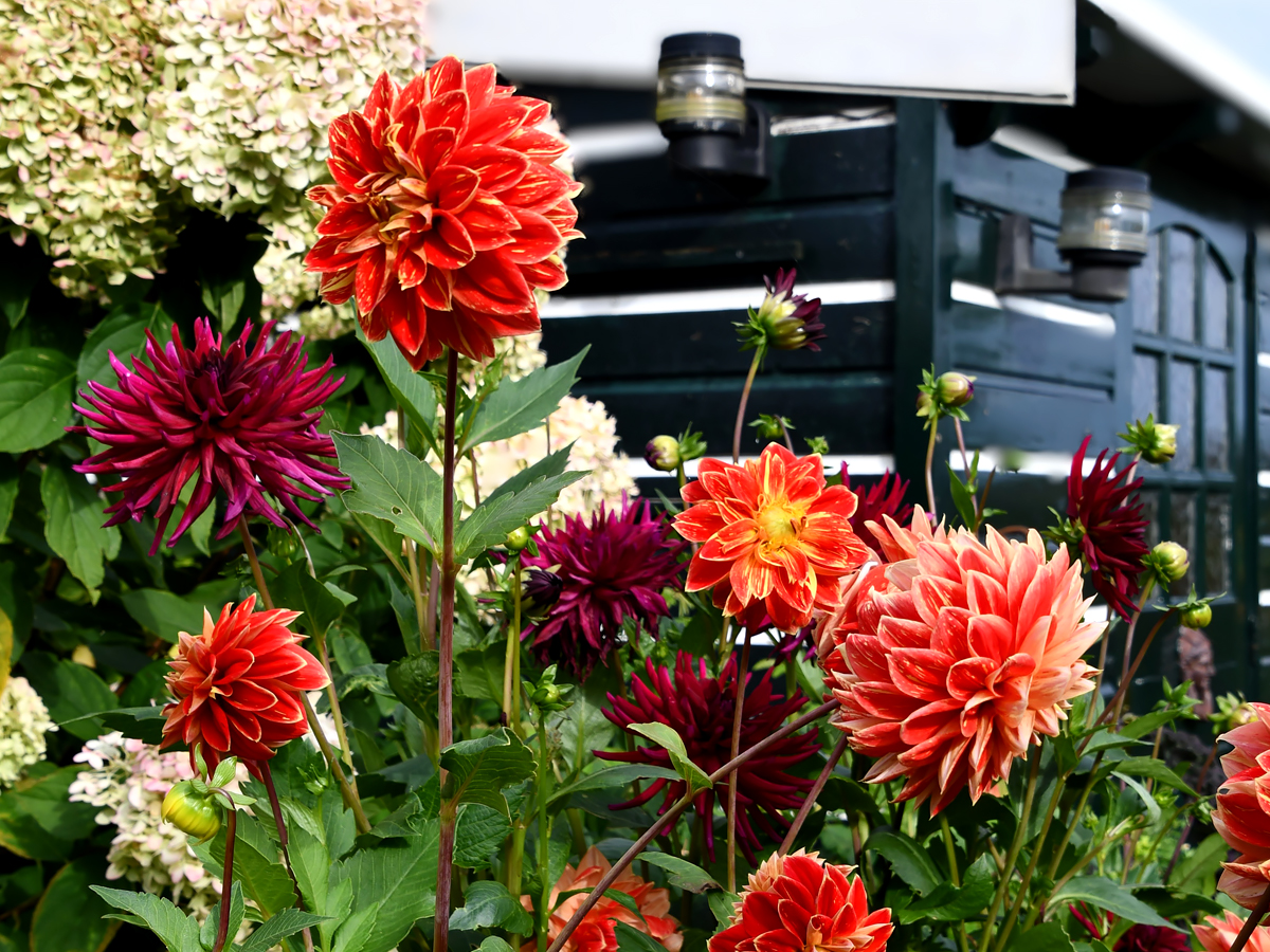 Warme hot border met geel, oranje en rood in de nazomer bij Versicolor Tuinen