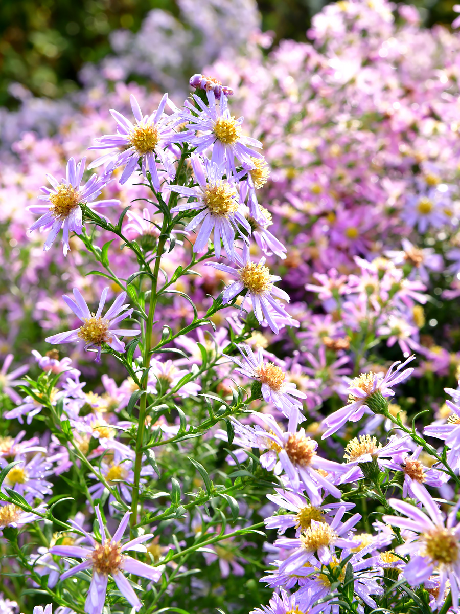Kleurrijke en bourgondische nazomertuin van Versicolor in Lutjewinkel