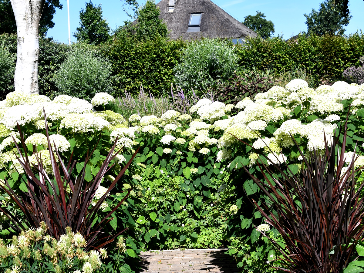 Rustgevende witte tuin met zomerbloei bij Versicolor Tuinen in Lutjewinkel